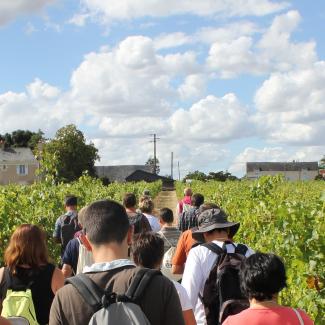 Vignes, Vin, Randos Val de Loire