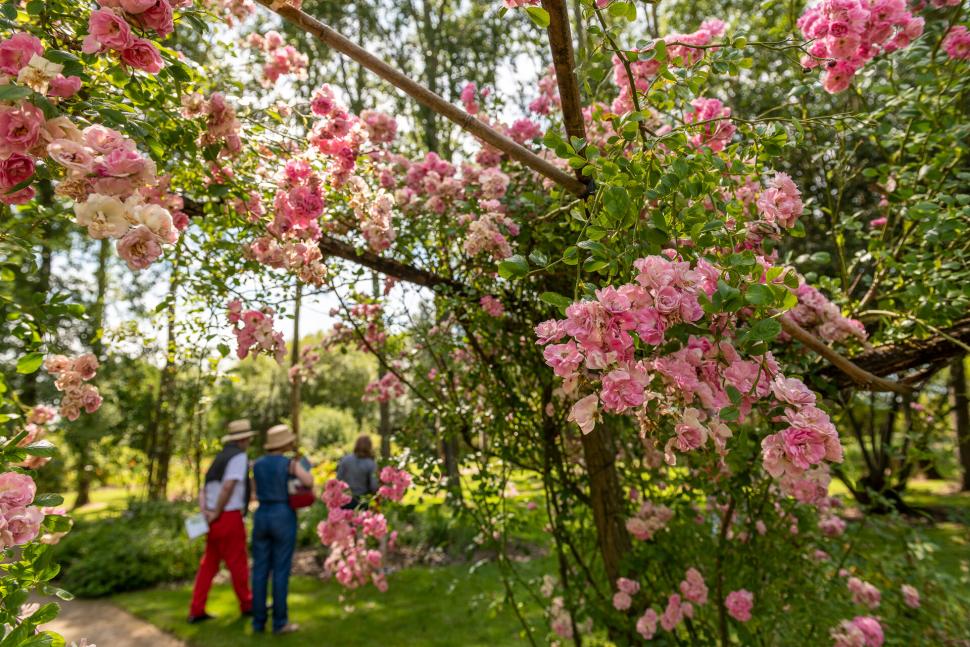 Couple qui se promène dans la roseraie des Chemins de la Rose
