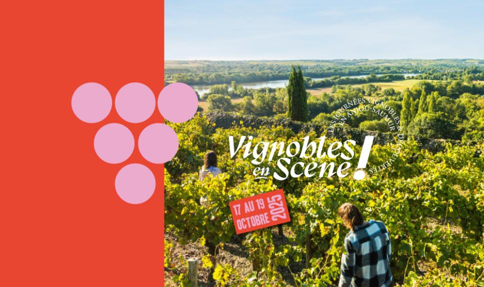 Vendanges dans le vignoble d'Anjou