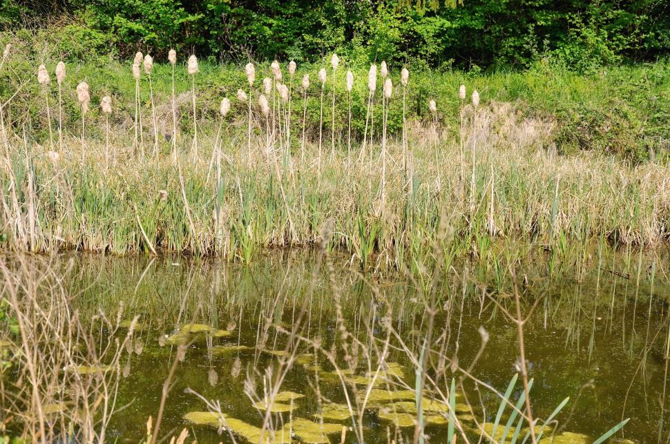Photo d'un étang avec des roseaux