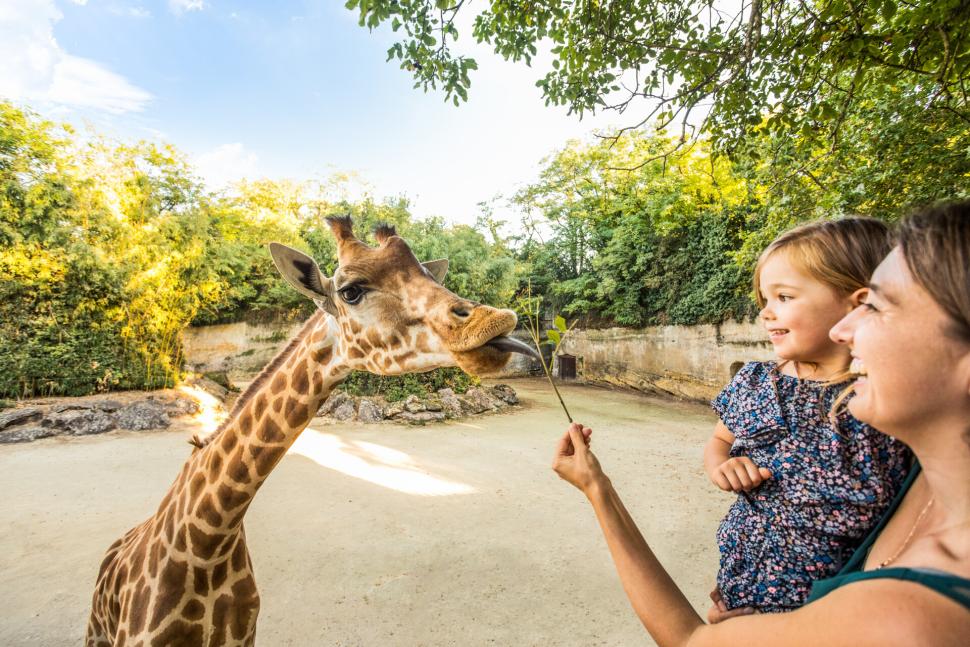 Mère et sa fille devant le camp des girafes au zoo de Doué