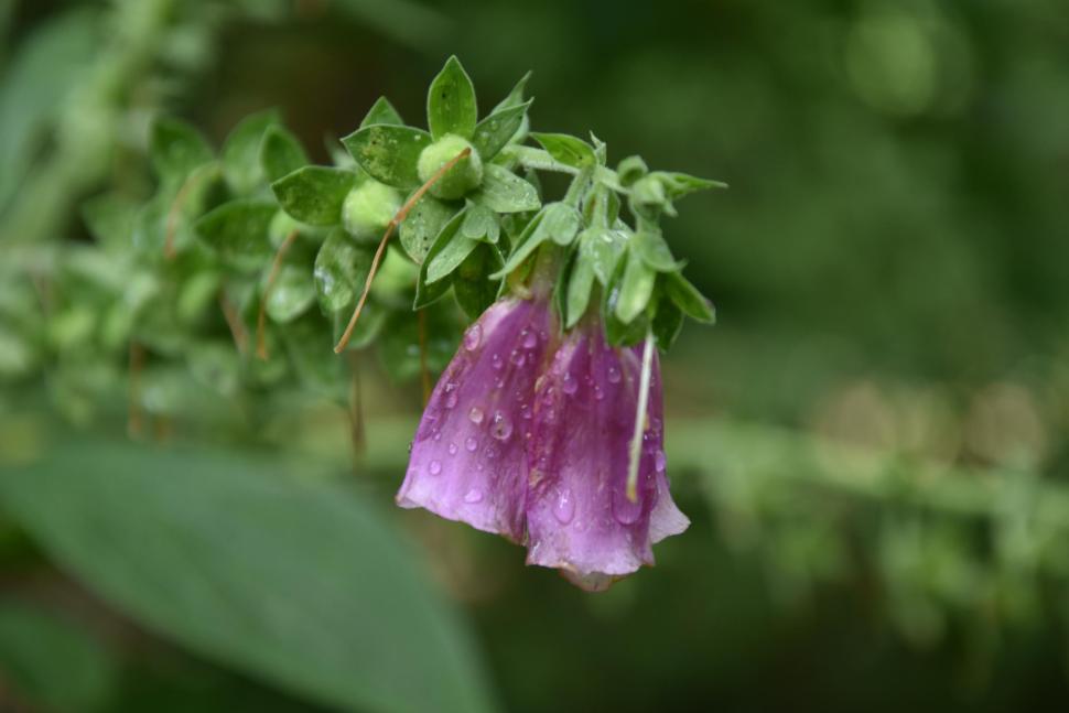 Photo de digitales pourpres (une fleur)