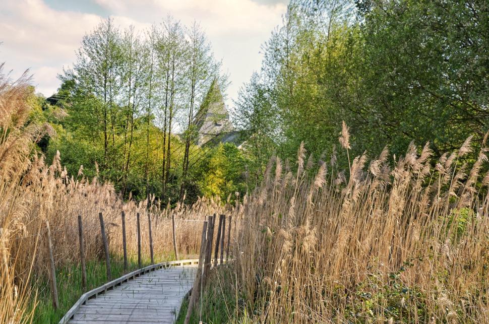 Photo d'un pont en bois entouré de roseaux et d'arbres