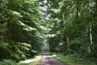 Photo d'un sentier de randonnée en forêt de Chandelais