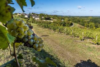 Panorama sur la Corniche Angevine à Saint-Auboin-de-Luigné