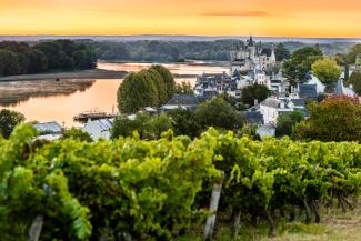 Vue sur la Loire et Montsoreau depuis les vignes