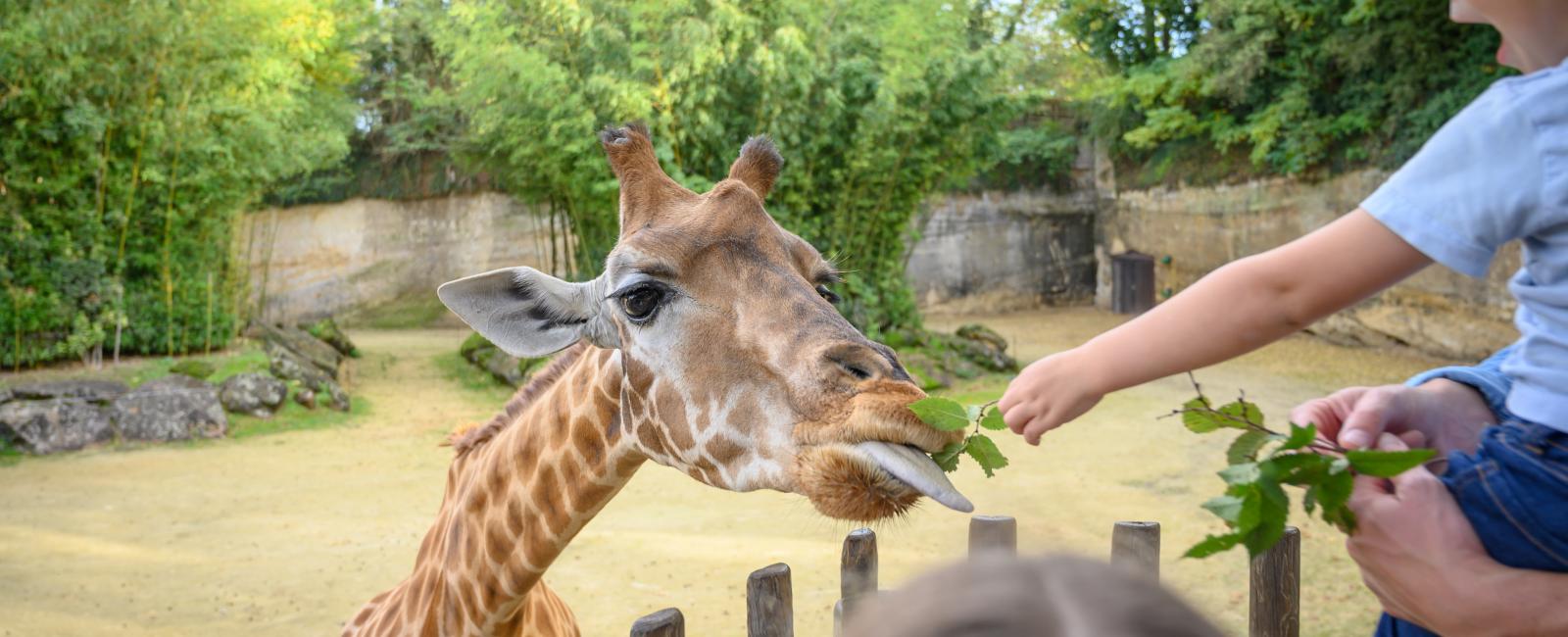 Bioparc zoo de Doué