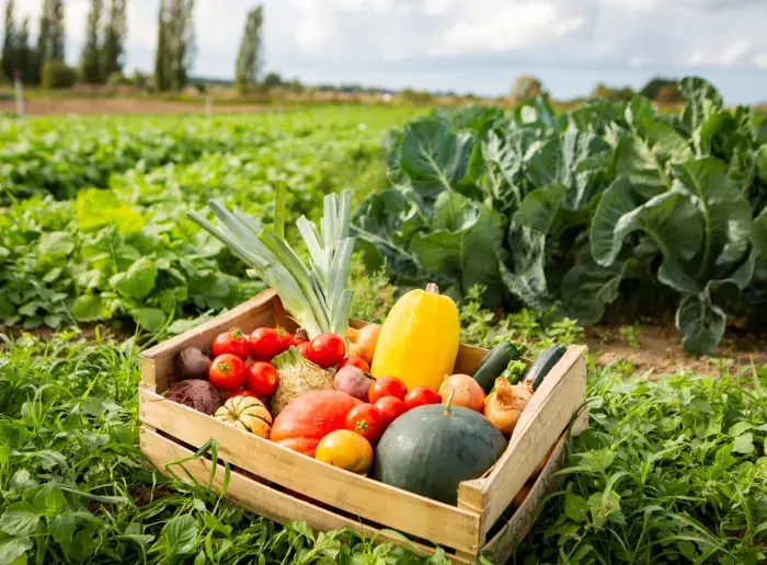 Panier d'un producteur local