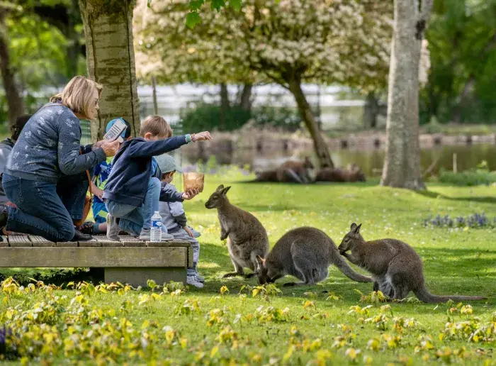 Famille dans un parc avec des kangourous