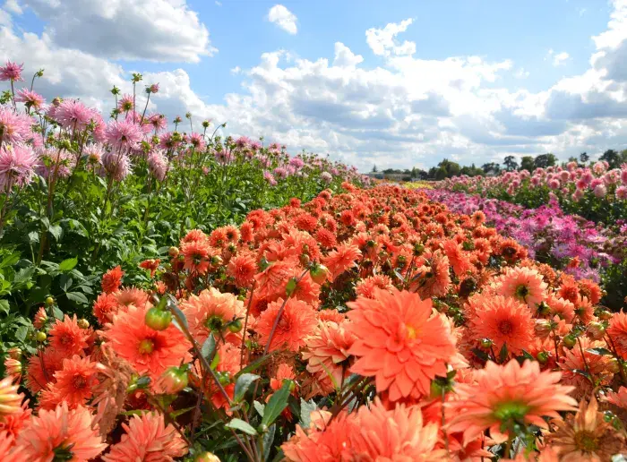 Agenda, parcs et jardins